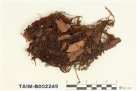 藏品(鞭蘚屬)的圖片